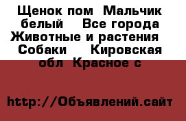 Щенок пом. Мальчик белый  - Все города Животные и растения » Собаки   . Кировская обл.,Красное с.